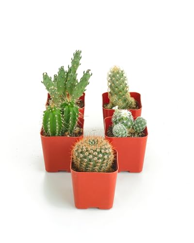 Shop Succulents | Can't Touch This Collection | Assortment of Hand Selected, Fully Rooted Live Indoor Cacti Plants, 5-Pack - size: 5-Pack, style: Cactus