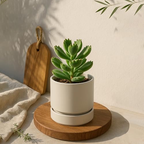 Phoenix Vine 4 Inch Planter Pot with Drainage Hole & Saucer, Deep Water Catch Tray, Straight Cylindrical Round Pot for Plants, Oatmeal, Pack of 6, 23-E-R-6 - color: Oatmeal, size: 4" (6 Pack)