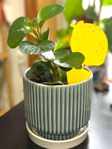 Fruit Fly & Fungus Gnat Traps, Yellow Sticky Traps, 40 Pack
