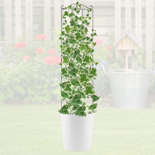 4 Pack 32'' Plant Trellis Indoor - Metal Trellis for Climbing Plants Indoor, Garden Trellis for Climbing Plants Outdoor Houseplants Flowers Vine Ivy, Rectangular Shape, Black - size: 32'' Rectangular Shape