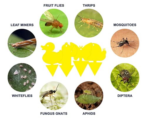 Gideal 24-Pack Dual-Sided Yellow Sticky Traps for Indoor/Outdoor Use, Gnat Trap for Flying Plant Insect Such as Fungus Gnats, Whiteflies, Aphids, Fruit Fly, Leafminers, etc - Cute Shapes - size: 24 Pack