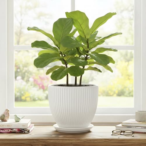 8 Inch Plant Pot, Ceramic Planters with Saucer, White - color: White, size: 8 Inch