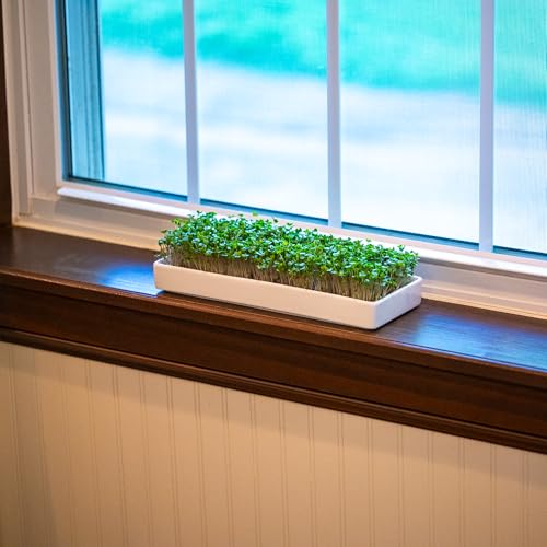mizuna Microgreens Growing Kit — 2 Ceramic Trays, Coconut Coir & Seeds | Indoor Windowsill Grow Kit | Gift for Plant & Food Lovers