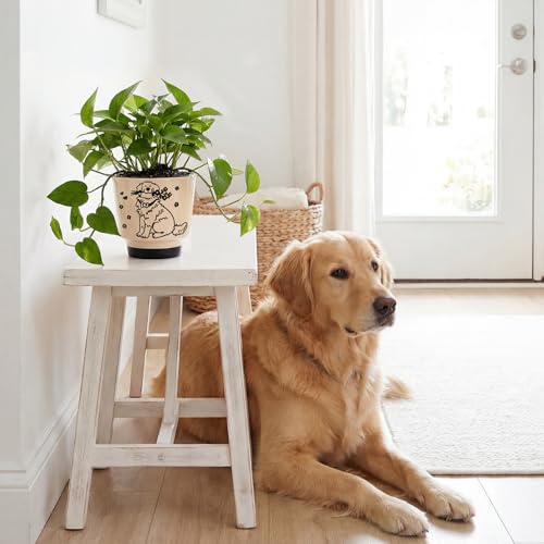 STHIE Ceramic Planters with Drainage Holes, 5 Inch Pots for Indoor Plants - color: Tr-goldflower04