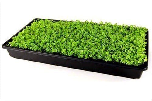 Living Whole Foods 20 Pack of Durable Black Plastic Growing Trays (Without Drain Holes) 21" X 11" X 2" - Flowers, Seedlings, Plants, Wheatgrass, Microgreens & More - size: 20 pack