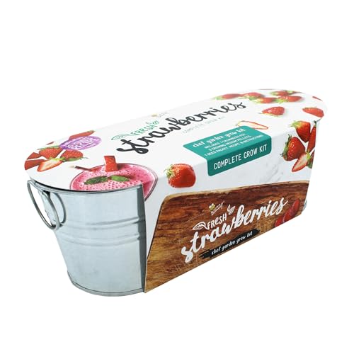 Buzzy Seeds Windowsill Grow Kit 2-Pack, Metal Planter, Strawberry & Herbs