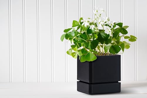 D'vine Dev 2-Pack Plastic Herb Planter Pots, 4 in, Black, 76-Y-B2-1 - color: Black, size: 8 Inch x 4.5 Inch