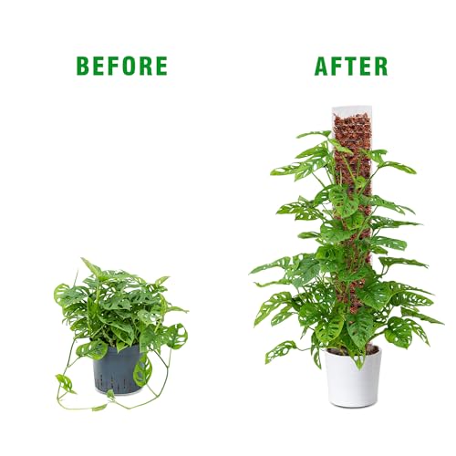 Bonviee 4-Pack 15-Inch Plastic Moss Poles for Monstera & Climbing Plants - Stackable to 60 Inches, Includes Sphagnum Moss & Garden Ties for Indoor Plant Support - size: 4 Packs+Moss