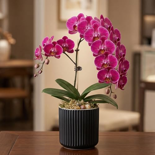 Ceramic Orchid Pot, Clear Nursery Pot & self Watering,5 inch,Black - color: Black, size: 5 inch