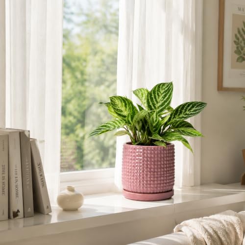 D'vine Dev Beaded Ceramic Pot with Saucer, 6 in, Blush Mauve, 27-C-X-K - color: Blush Mauve, size: 5.8 Inch