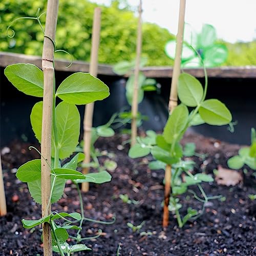 Plant Stakes 50Pcs 16IN,POLIUMB Premium Natural Bamboo Stakes Garden Stakes - size: 16Inches