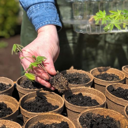 Jiffy Biodegradable Peat Pots for Seedlings, 3 Inch, 100 Pack - color: 100 Pots, size: Large