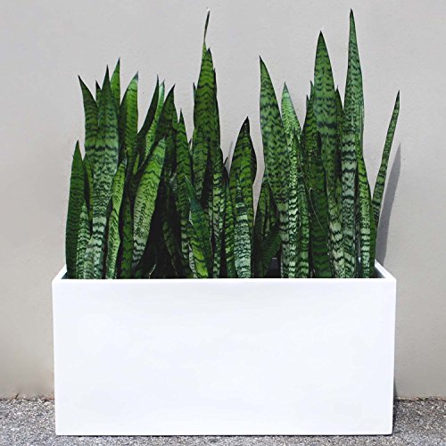 Brisbane Rectangle Fiberglass Planter Box (L:30" x W:10" x H:10", Matte White) - color: Matte White, size: L:30" x W:10" x H:10"