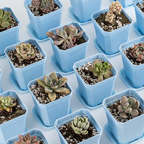 30Pcs 3" Plants Nursery Pot with 30 Saucers Blue, Square Planting Pots - color: Blue