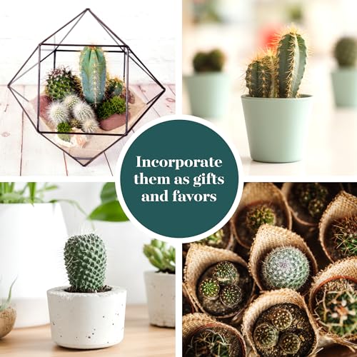 Shop Succulents | Can't Touch This Collection | Assortment of Hand Selected, Fully Rooted Live Indoor Cacti Plants, 5-Pack - size: 5-Pack, style: Cactus