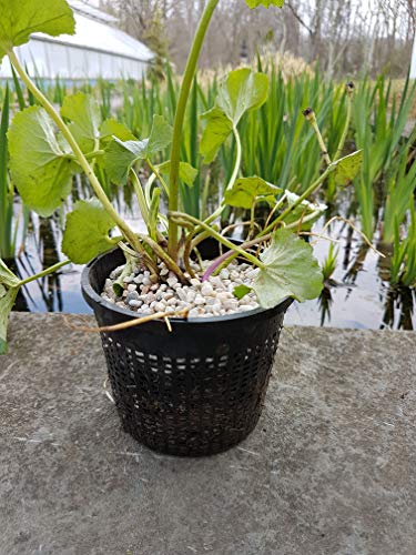 8" (20cm) Round Water Garden Aquatic Plastic Mesh Pond Plant Basket