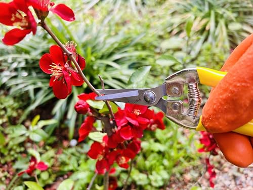 Pruning Snip w/Curved Blades 7" with Stainless Blades for Flowers, Weeds, Small Plants and Bonsai, Gardening Hand Tools