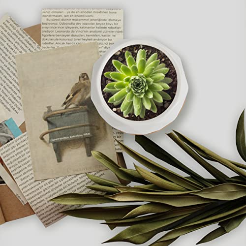 ZOUTOG 12 Pack 2.5" Square Ceramic Succulent Pots with Bamboo Tray - size: 2.5 inch