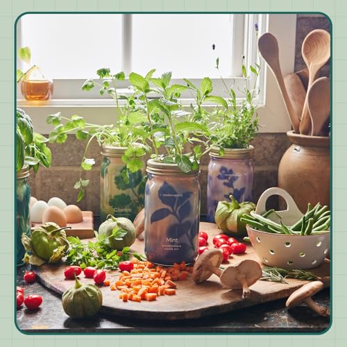 Modern Sprout Garden Jar Gift Pack - Hydroponic Kit - Basil, Parsley & Mint - color: Basil, Parsley, Mint, size: Garden Jar Gift Box Set