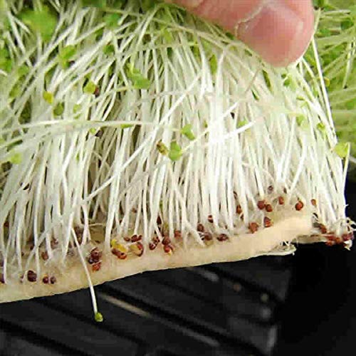 Handy Pantry Micro-Mats Hydroponic Grow Pads - for Organic Production - 25 Pack - Plant & Seed Germination: Wheatgrass, Microgreens, More - for 10x10 Trays