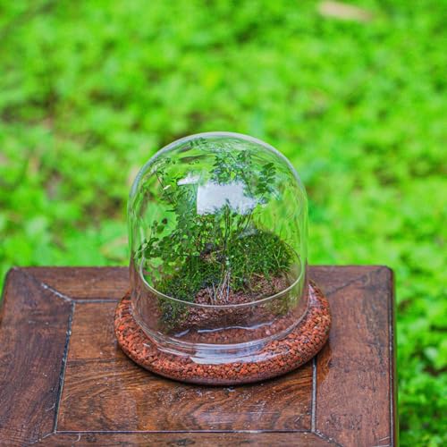 Small Glass Cloche Dome with Base for Mini Carnivorous Plants