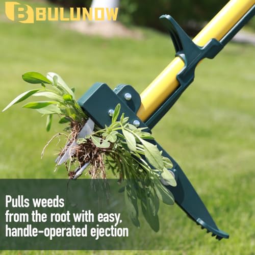 Weed Puller Tool, 50IN Long Handle 4 Claws Stand Up Weeding Tool, Extra Thickened Stainless Steel Shaft Garden Weeder,Remove the Roots of Thistles, Crabgrass, Dandelions, and Blackberries, etc.