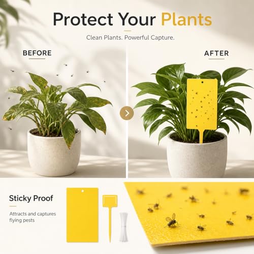 Qualirey 300 Pcs 6 x 8 in Yellow Sticky Traps for Gnats Plant Insect Trap - color: Yellow