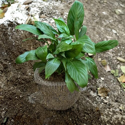 4Pcs 10 Gallon Root Guard Gopher Proof Wire Baskets for Root Protection - size: 10 Gallon