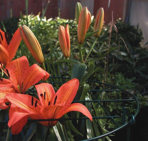 Luster Leaf (971) 12” Round Grow Through Grid w/ 18” legs - style: 12” Grid