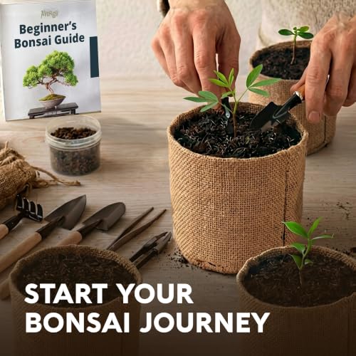 Bonsai Tree Kit Classic - Growing 5 Unique Japanese Bonzai Trees - size: Large 14"