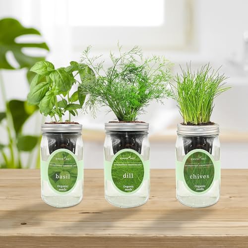 Hydroponic Herb Growing Kit Set, Self-Watering Mason Jar Herb Garden Starter Kit Indoor, Windowsill Herbs Garden, Grow Your Own Herbs from Organic Seeds (Basil, Dill, Chives) - color: Basil, Dill & Chives