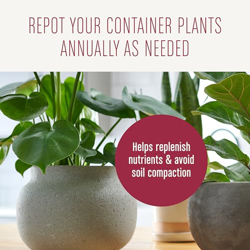Miracle-Gro Houseplant Potting Mix, 4 qt. (2-Pack) - size: 2 Pack, style: Houseplant