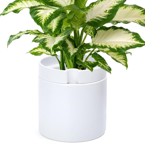 Phoenix Vine 10 Inch Cylinder Self Watering Planter, White Glazed Outer Plant Pot with Dolomite Clay Inner Planter for Indoor Plants, White, 31-A-I-W - color: White