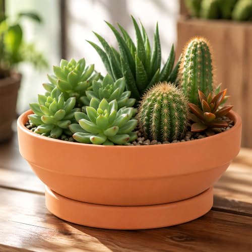 Laerjin Terracotta Pots, 6.43 Inch Shallow Planters with Saucers, 6 Pack - size: 6.43 inch+saucer