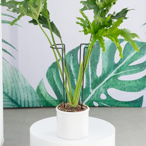 15.5" 10 Pack Large Iron Monstera Trellis - Heavy-Duty Plant Supports - color: Black, size: 15.5 Inch H