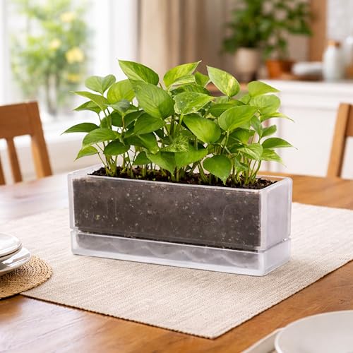 D'vine Dev 2-Pack Rectangular Planters, 12 x 4.5 in, Clear, 76-X-D-2 - color: Clear