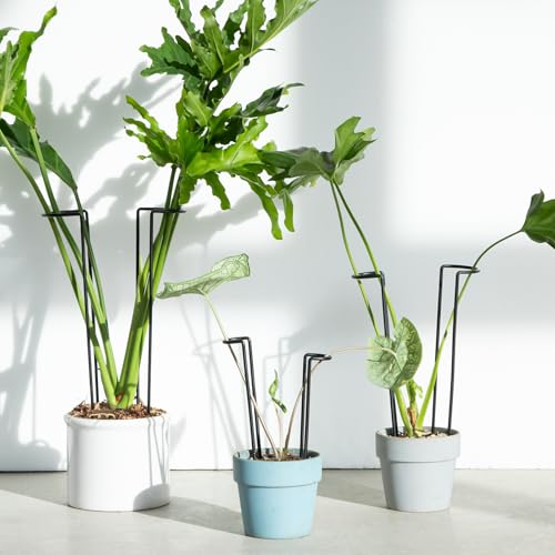 15.5" 10 Pack Large Iron Monstera Trellis - Heavy-Duty Plant Supports - color: Black, size: 15.5 Inch H
