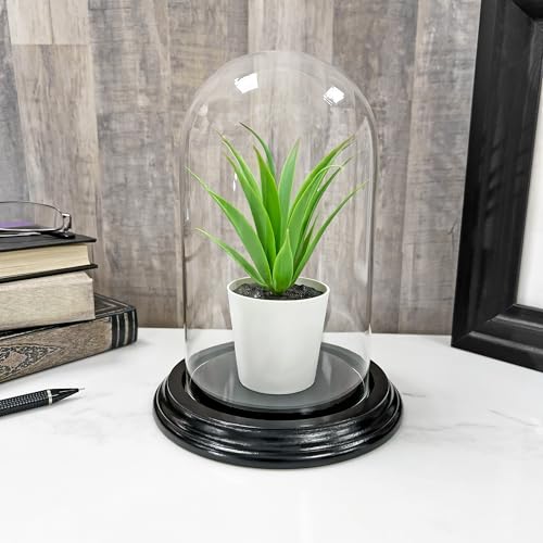 Plymor 4" x 7" Small Glass Display Dome Cloche (Black Wood Veneer Base) - color: Black Wood Veneer Base