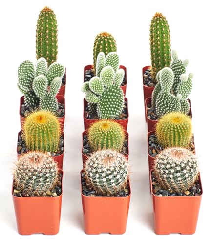 Shop Succulents | Can't Touch This Collection | Assortment of Hand Selected, Fully Rooted Live Indoor Cacti Plants, 12-Pack - size: 12-Pack, style: Cactus