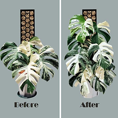 4 Pack 17 Inch Plastic Moss Pole for Plants Monstera, Plant Poles for Climbing Plants, Plant Support for Indoor Plants, Plant Support Poles Work with Sphagnum Moss
