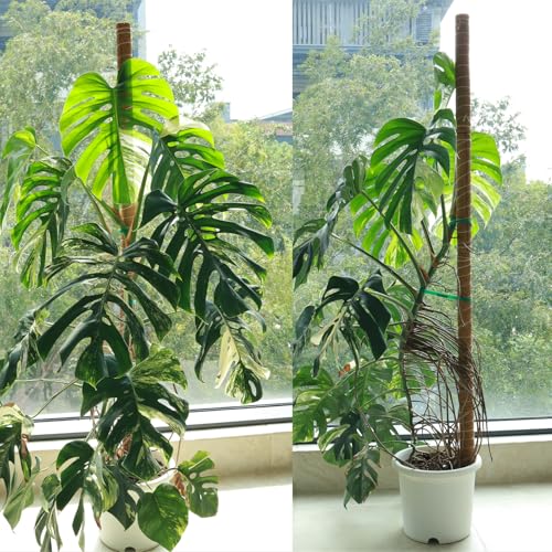 Moss Pole for Plants 4 Pack Natural Coco Coir Climbing Support Stakes with Plant Ties Indoor Monstera Plant Training Extension Poles 14.8inch Each Total 59.2inch