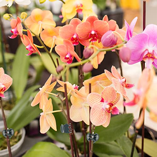 KINGLAKE GARDEN Plant Orchid Clips,100 Pcs Plant Clips