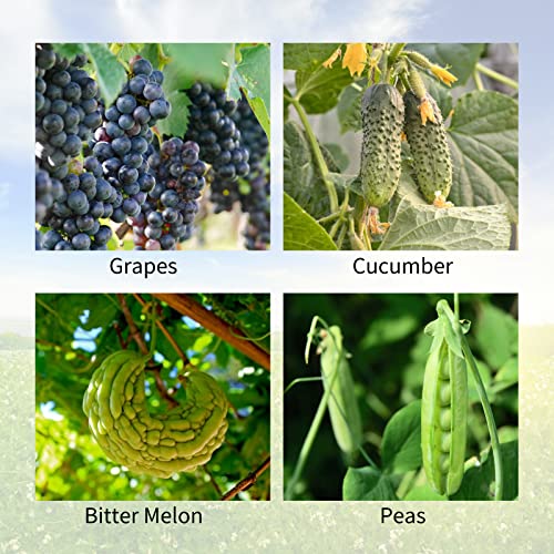 Cucumber Trellis 2 Pack,Foldable A-Frame Garden Trellis - color: Green, size: 39.4" H