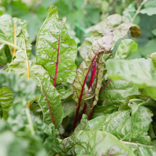 Sereniseed Certified Organic Leafy Greens Lettuce Seeds Collection (10-Pack) – 100% Non GMO, Open Pollinated – Grow Guide