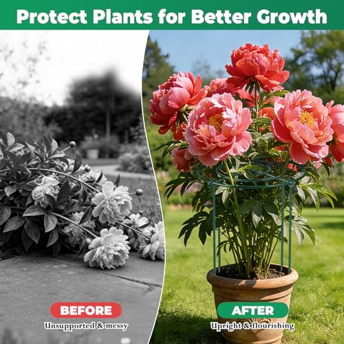 QwayHome 6Pack Peony Cages and Supports 33''H x 13''D Grow Through Large Plant Support, Adjustable High, Heavy Duty, Rust-Resistant, Round, Flower Support Cage Ring for Rose Tomato Hydrangea - size: 6Pack- 13"D x 33"H