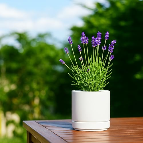 D'vine Dev 4-Pack Ceramic Pots with Saucers, White, 4.7 in, 94-X-B-1 - color: White, size: 4.7 Inch