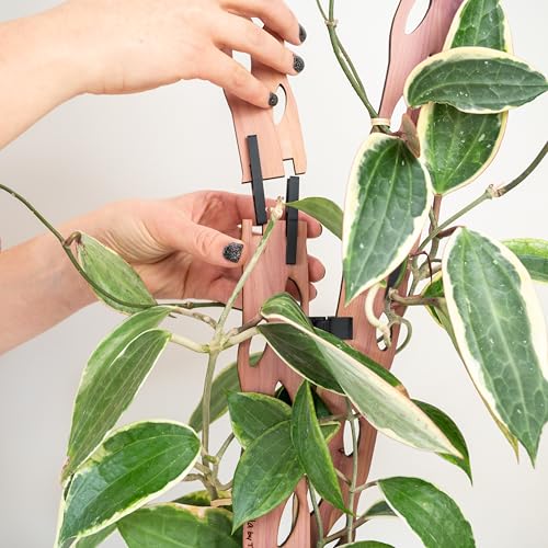 Treleaf Zella Grande Starter Kit – Wooden Extendable Plant Trellis for Indoor Climbing Houseplants – Modular Plant Support with 2 Bases + 2 Extensions - Moss Pole Alternative - size: Grande Kit
