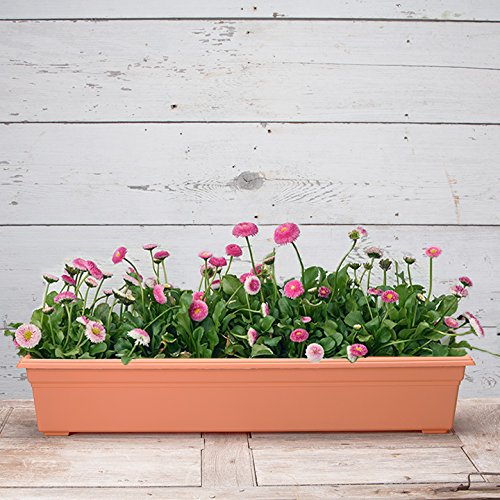 Novelty 16365 Countryside Flower Box Planter, 36-Inch, Terracotta - color: Terracotta, size: 36-Inch