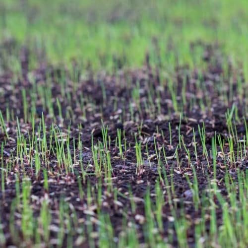 Starter Fertilizer 15-20-10 – (18 lbs.) High Phosphorus Lawn Food for New Grass Seed & Sod – Promotes Fast Root Growth, Stronger Germination & Early Green-Up – Professional Grade Lawn Fertilizer - size: 18 lbs.