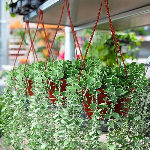 Tioncy 50 Pcs Plastic Hanging Baskets Planter Hanging Pot, Coffee, 6.7inch - color: Coffee, size: 6.7inch